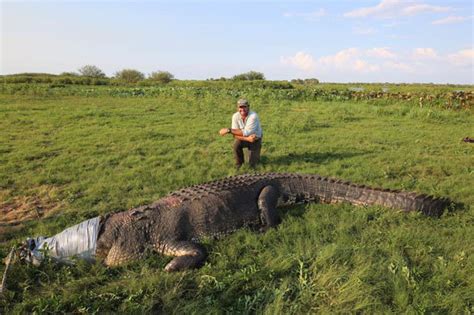 Biggest Ever Crocodile Animal Expert Stuns With Giant Croc Photo