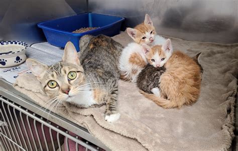 Mother Cat And Kittens Dumped Overnight At Cnyspca Chittenango News
