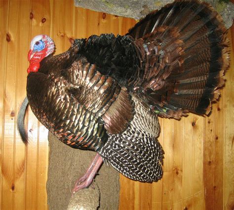 Turkey Mountsturkey Taxidermy Mounts Pennsylvaniapedestal Turkey