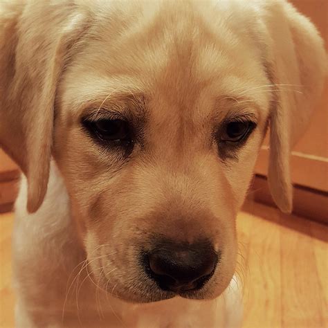 A place for really cute pictures and videos!. Yellow Labrador Retriever Cute Puppy Face Photograph by ...