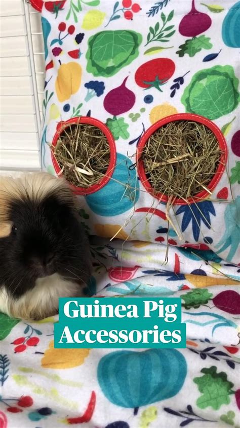 Step By Step Guide To Sexing Guinea Pigs Is It A Boy Or A Girl Artofit