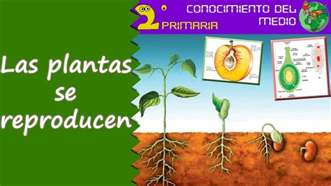 Educacion En Linea Reproducion De Las Plantas