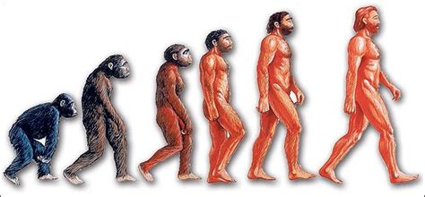 Evolution Creationism Humans And Apes Creationism Evolution Human
