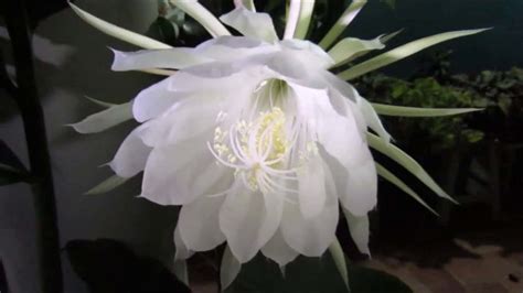 Flor Dama Da Noite Epiphyllum Oxypetalum Como Plantar Significado E