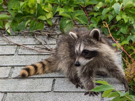 Animal Control San Diego How To Keep Raccoons Out Of Your Yard And Home