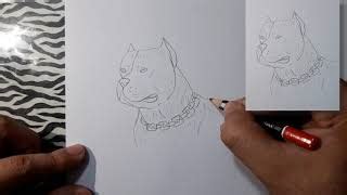 Como Dibujar Un Pitbull How To Draw A Pitbull Doovi