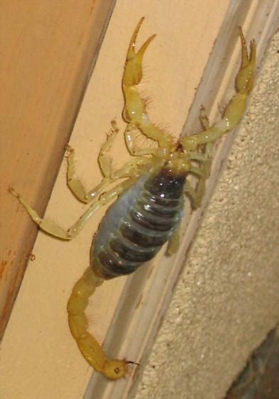 Scorpion This One Looks Pregnant Hadrurus Arizonensis Bugguidenet