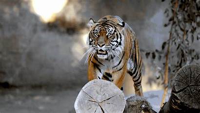 Conservation Tiger Csi Scant Stanford Woods Effective