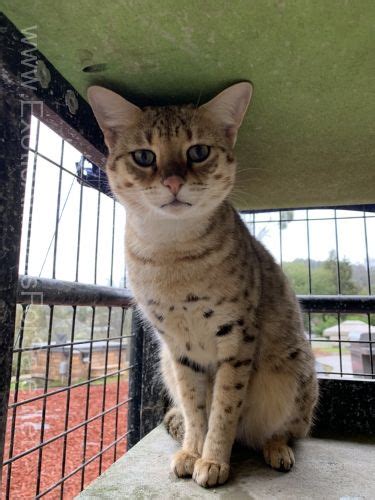 He's 100% litter box trained and kennel tr. Savannah cat Breeders or Pets for Sale