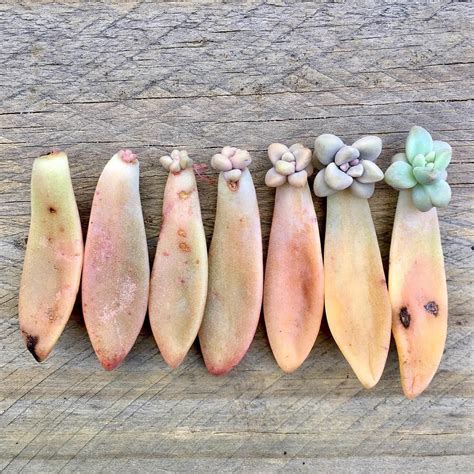 An Indepth Guide In How To Propagate Your Succulents Successfully Succulent City Prides Itself