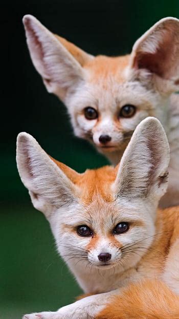 Nec Nec Fennec Fox Lazy And Nec Lavie Hd Wallpaper Pxfuel