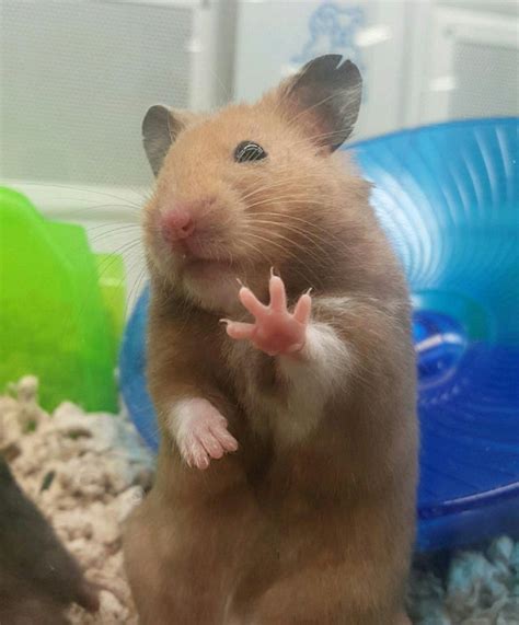 Psbattle Hamster With Outstretched Paw Photoshopbattles