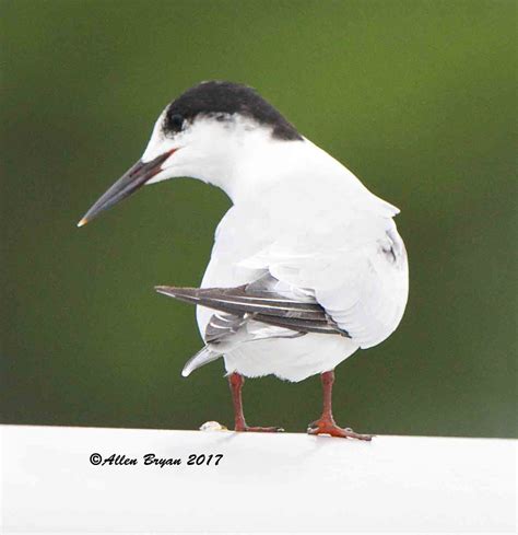 Common Tern Visitingnature