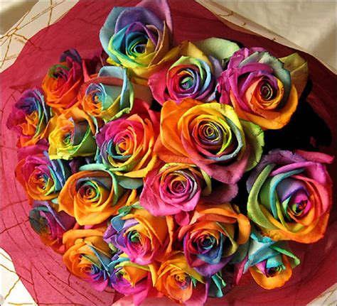 Natural Rainbow Roses All Colors In One Rose