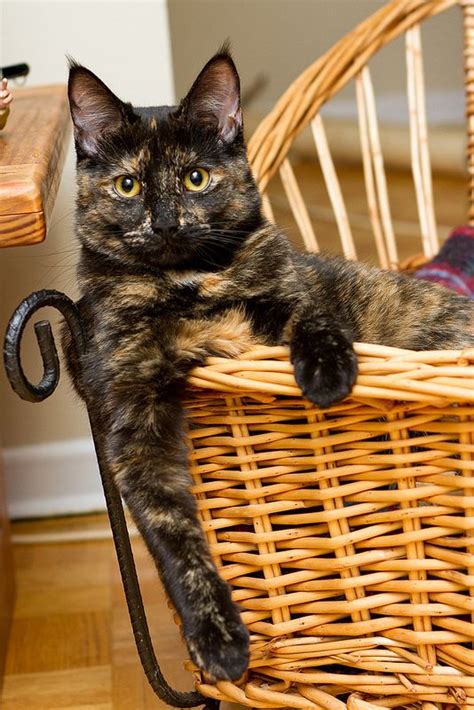 1000 Images About Tortie Cats On Pinterest Oscar Winners Shelters