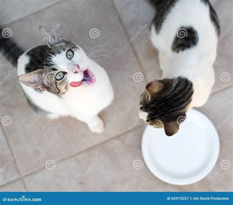 cats drinking milk stock image image of mammal saucer 63473257