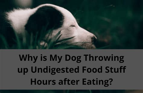 It is especially common if your dog has just wolfed down their food too quickly. Why is My Dog Throwing up Undigested Food Stuff Hours ...
