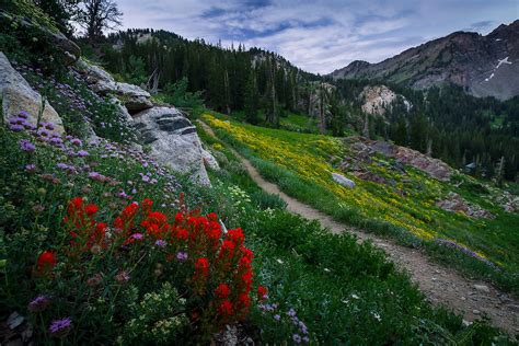 Catherine Pass Wildflower Trail Wasatch Mountains Landscape