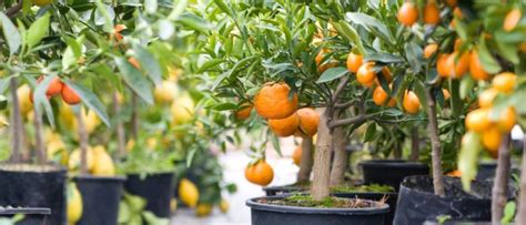 Consejos para cultivar un árbol de mandarina en tu jardín todo lo que necesitas saber