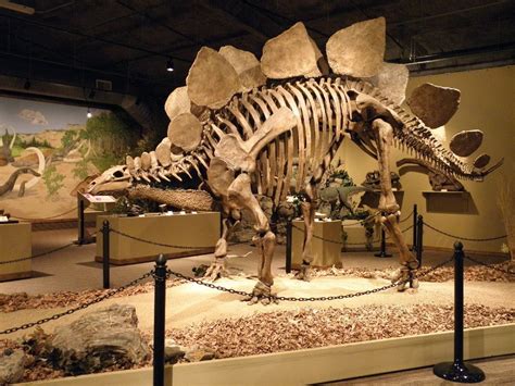 Dinosaur Bones Dinosaur Fossils Dinosaur Museum Dinosaur Skeleton The