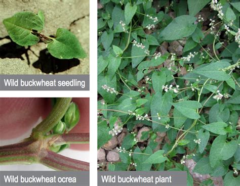 Guide To Common Wisconsin Weeds