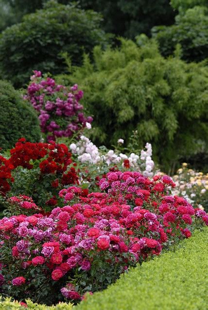 Flower Carpet Roses Mixed Colors In The Landscape Flickr Photo