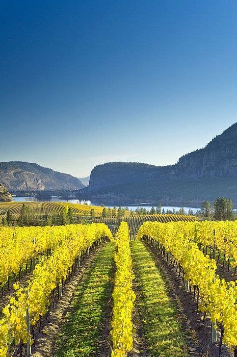 Vineyard Canada By David Nunuk Vineyard Canada Photos Canada Travel