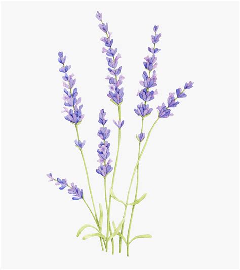 Drawing Watercolor Painting English Lavender Lavender Drawing Of