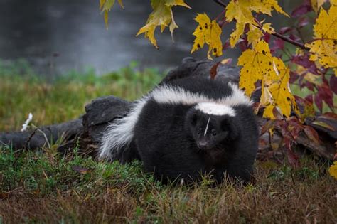 What To Do About Skunks Digging Up Lawn Skunk Control