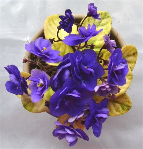 Trinket Summer Skies Semi Mini African Violet Plant Baby Violets