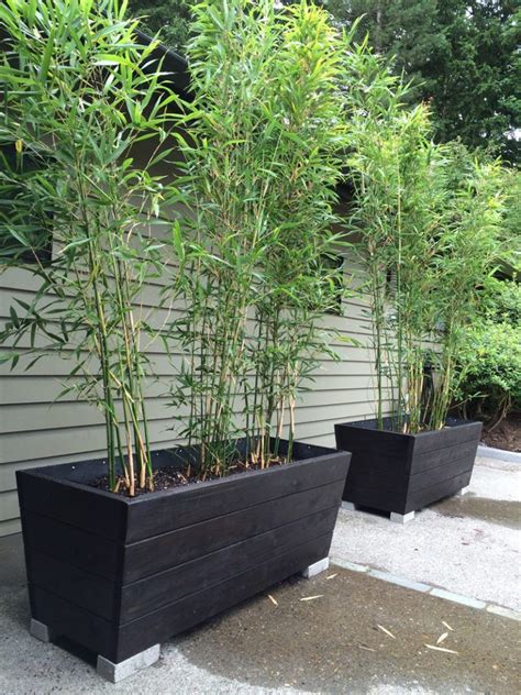 Image Result For Best Bamboo For Containers Bamboo Planter Bamboo