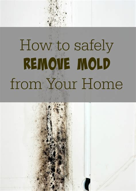 How To Safely And Effectively Get Rid Of Mold In Your Home
