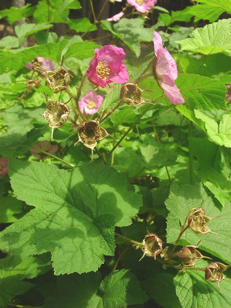 There are two commonly grown types of raspberry: Rubus odoratus (flowering raspberry): Go Botany