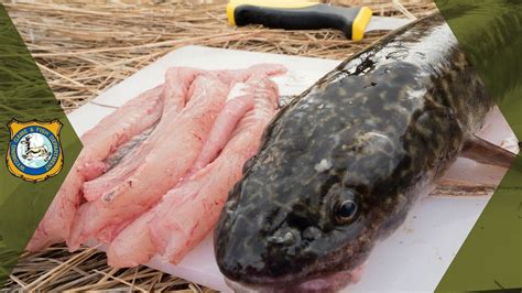 If you eat your clean eating meal plan you prepared the day ahead, you won't feel like eating much more. How To Clean A Burbot - YouTube