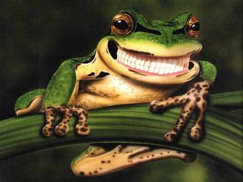 76 Funny Frog Wallpaper Wallpapersafari