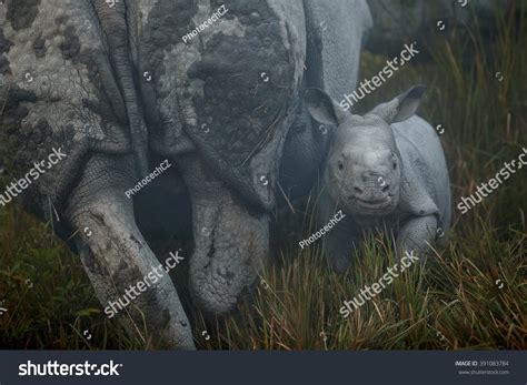 Really Big Endangered Indian Rhinoceros Baby Stock Photo Edit Now