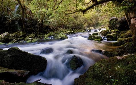 1920x1200 Water Stream River Stones Wood Moss Vegetation