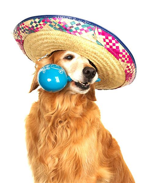 Dog Sombrero Stock Photos Pictures And Royalty Free Images Istock