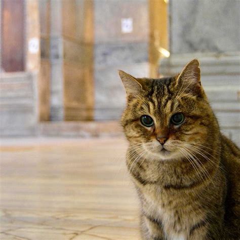 Gli The Famous Cat Living In Hagia Sophia Wont Leave Her Home Oyeyeah