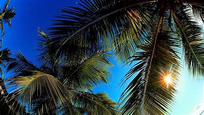 Palm Leaf Wallpapers Leaves Frond Desktop Tropical