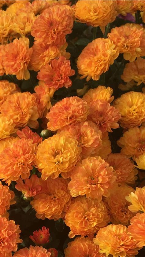 Of Flowers Books And Trees Orange Aesthetic Orange Wallpaper Flower