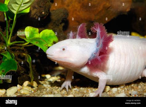 Ambystoma Mexicanum Mexico Hi Res Stock Photography And Images Alamy