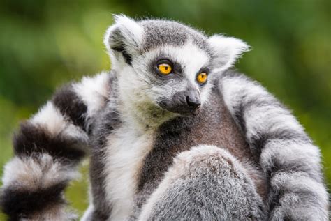 Pet supplies plus store hours & holiday hours weekdays hours: US man pleads guilty to stealing rare lemur from zoo
