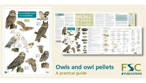 Fsc Fold Out Id Chart Owls And Owl Pellets Guide
