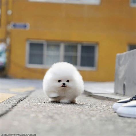 Tiny Pomeranian Puppy Called Snowball Becomes An Online Hit Daily