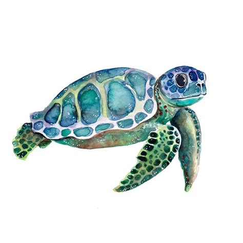 Watercolor Turtles Clipart Set The Best Porn Website
