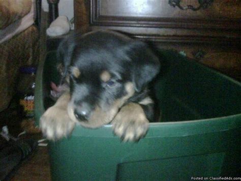 It will risk life and limb to defend its family. German Rottweiler Puppies for Sale -- Freehold, New Jersey - Price: $500 for sale in Freehold ...