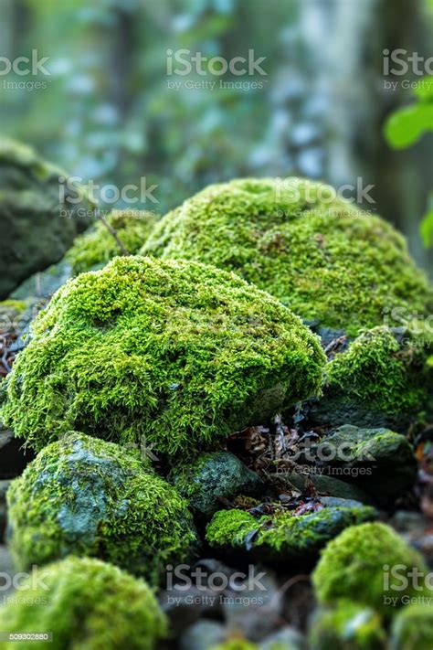 Covered Rocks With Moss Stock Photo Download Image Now Istock