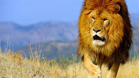 Bing Image Archive The Barbary Lion Panthera Leo Leo © Don Johnston