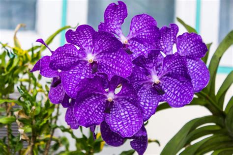 If you want your besides, this flower is considered to motivate and inspire people to pursue their ambition and lifelong dream. Purple Flowers Meaning - Flower Meaning